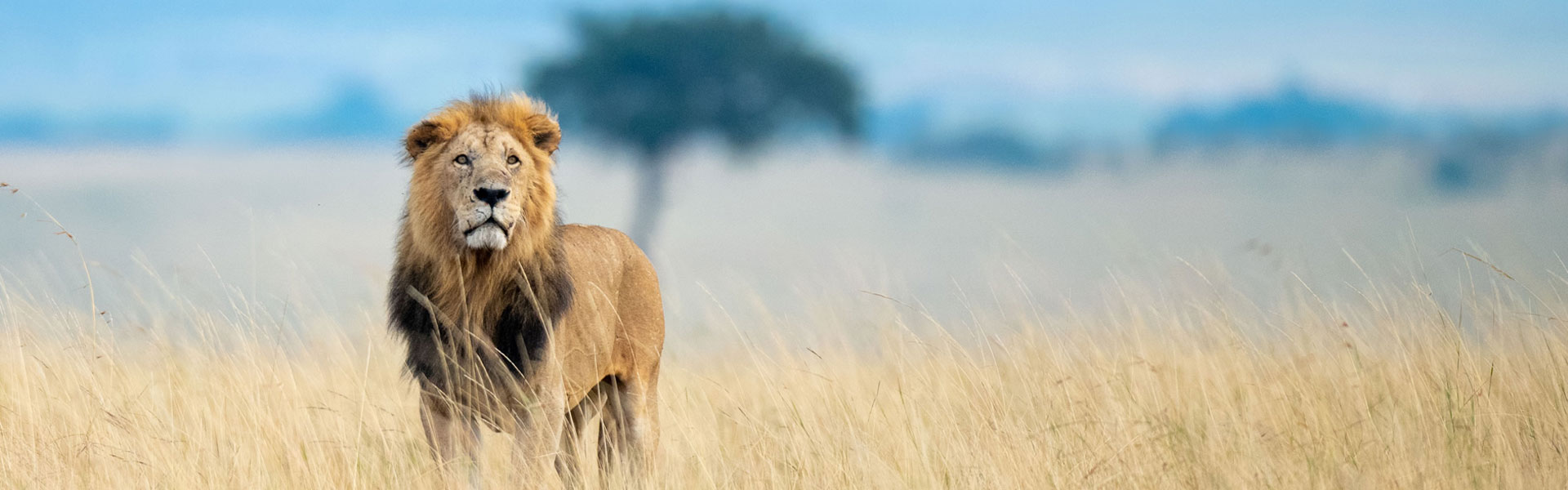 Kenya and Tanzania safari Packages