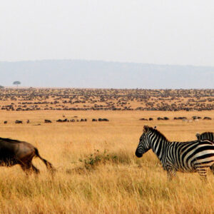 Kenya safari package prices