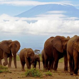 Amboseli safari in Kenya