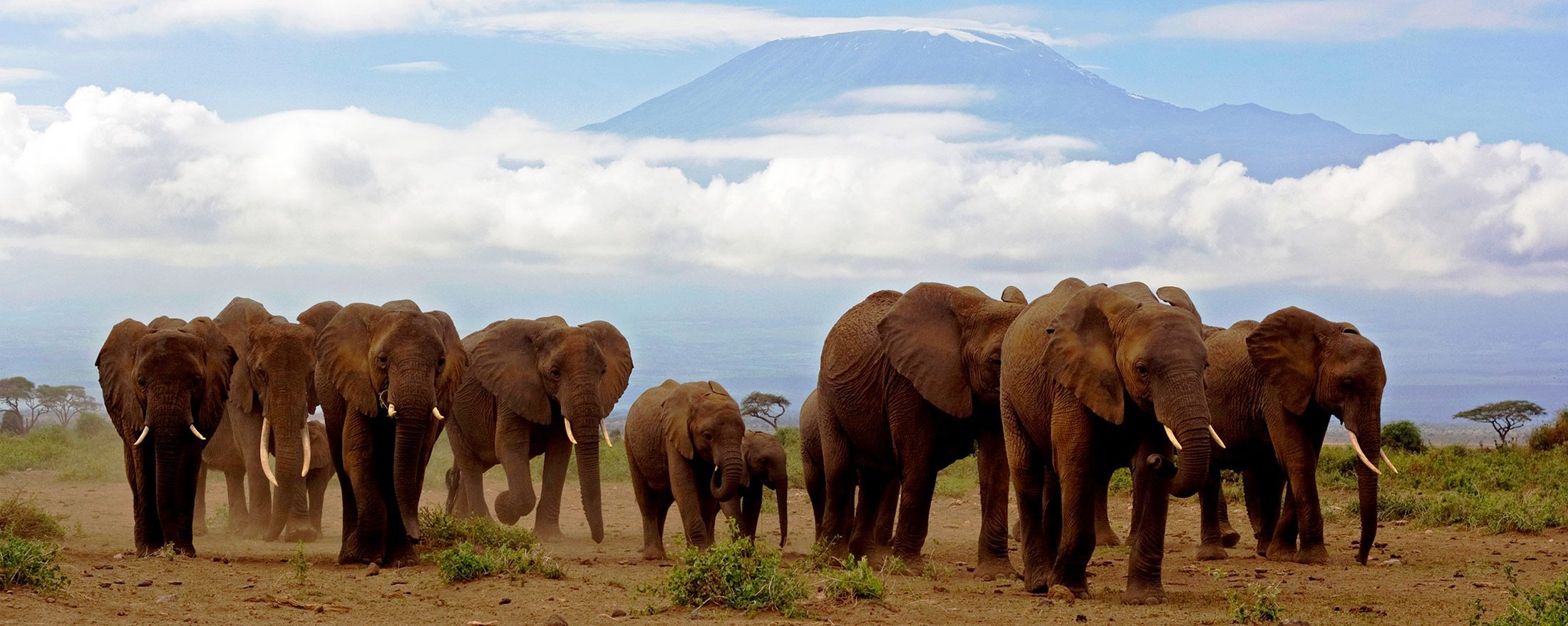 Amboseli safari in Kenya