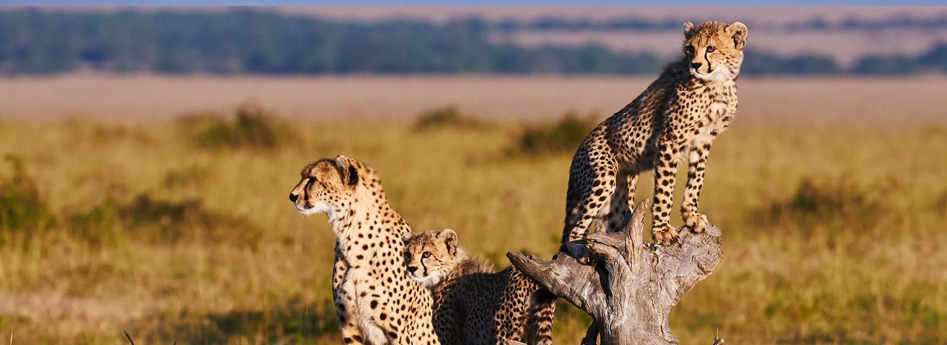 Amboseli safari in Kenya