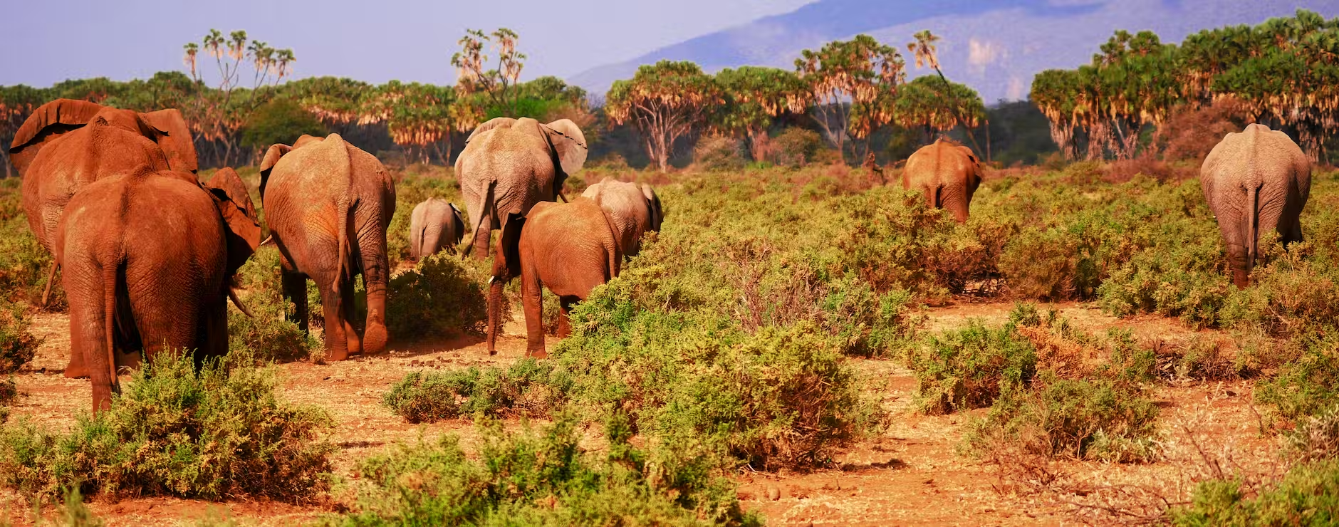 Kenya safari package prices