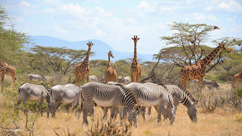 Tanzania safari packages