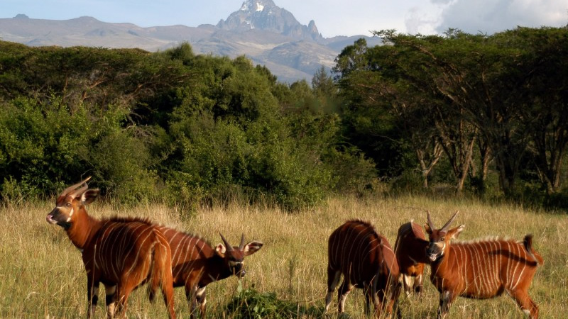 Tanzania safari packages