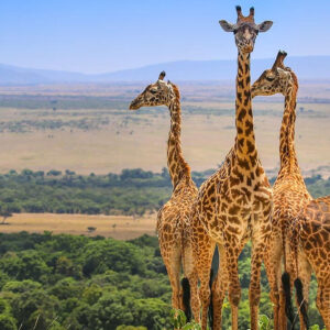 safaris in Tanzania