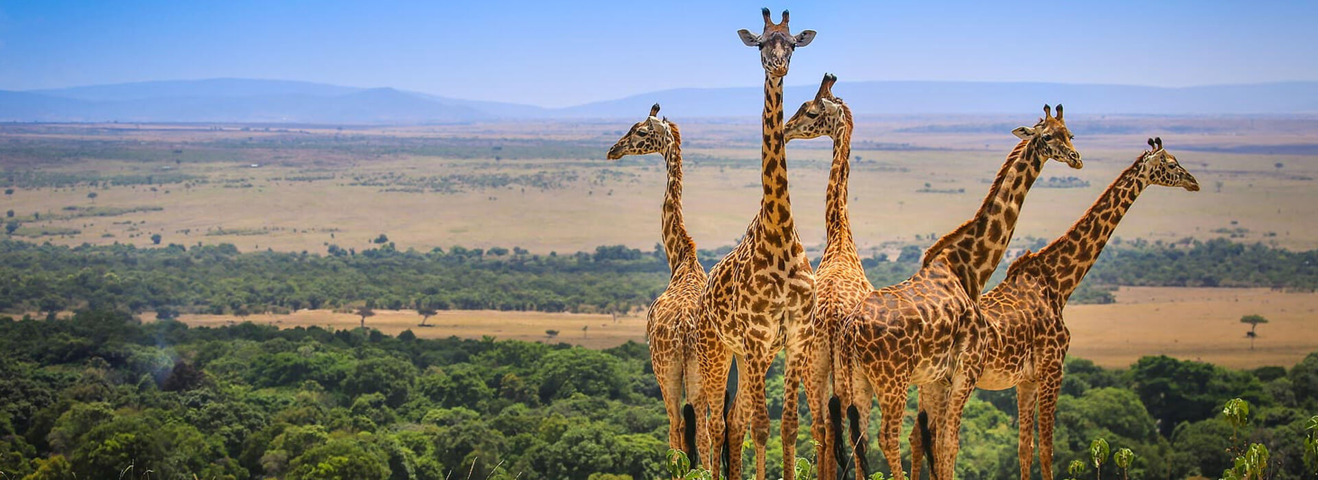 safaris in Tanzania