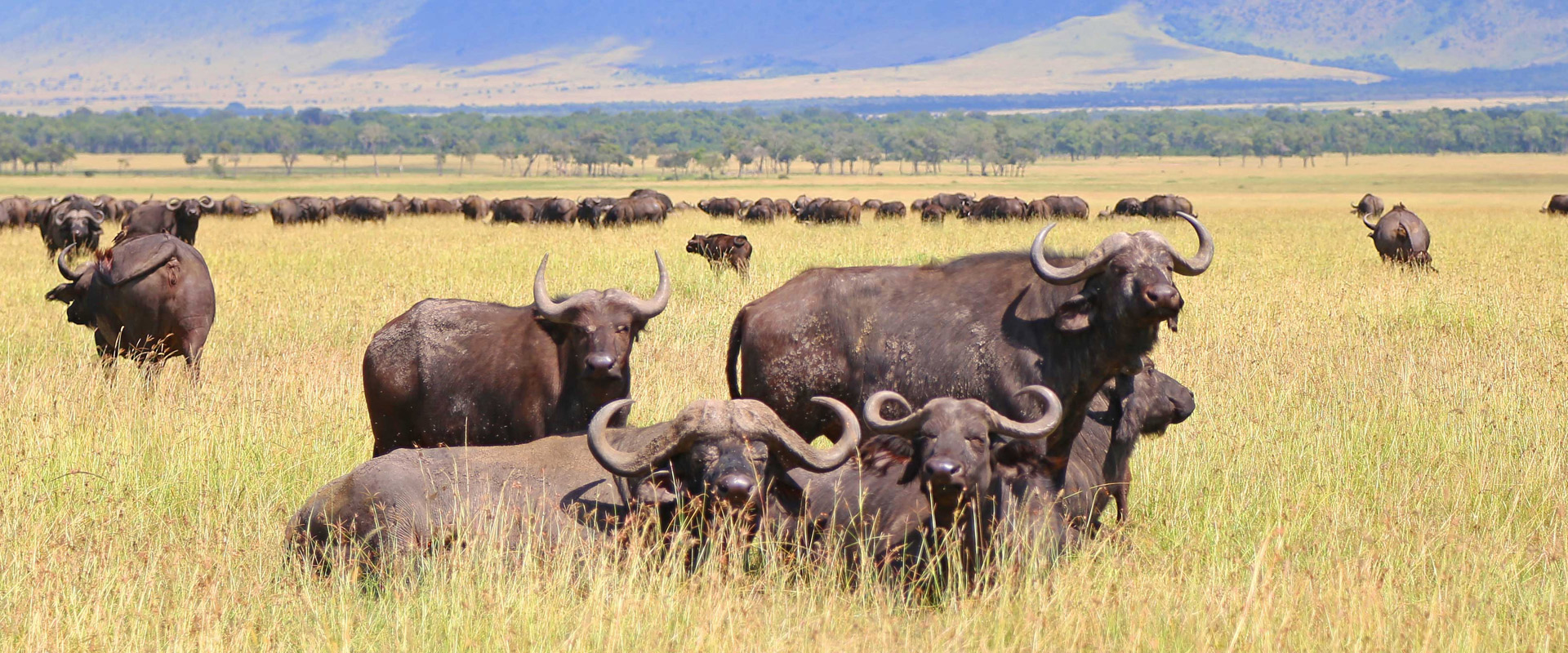 Camping Tanzania safari