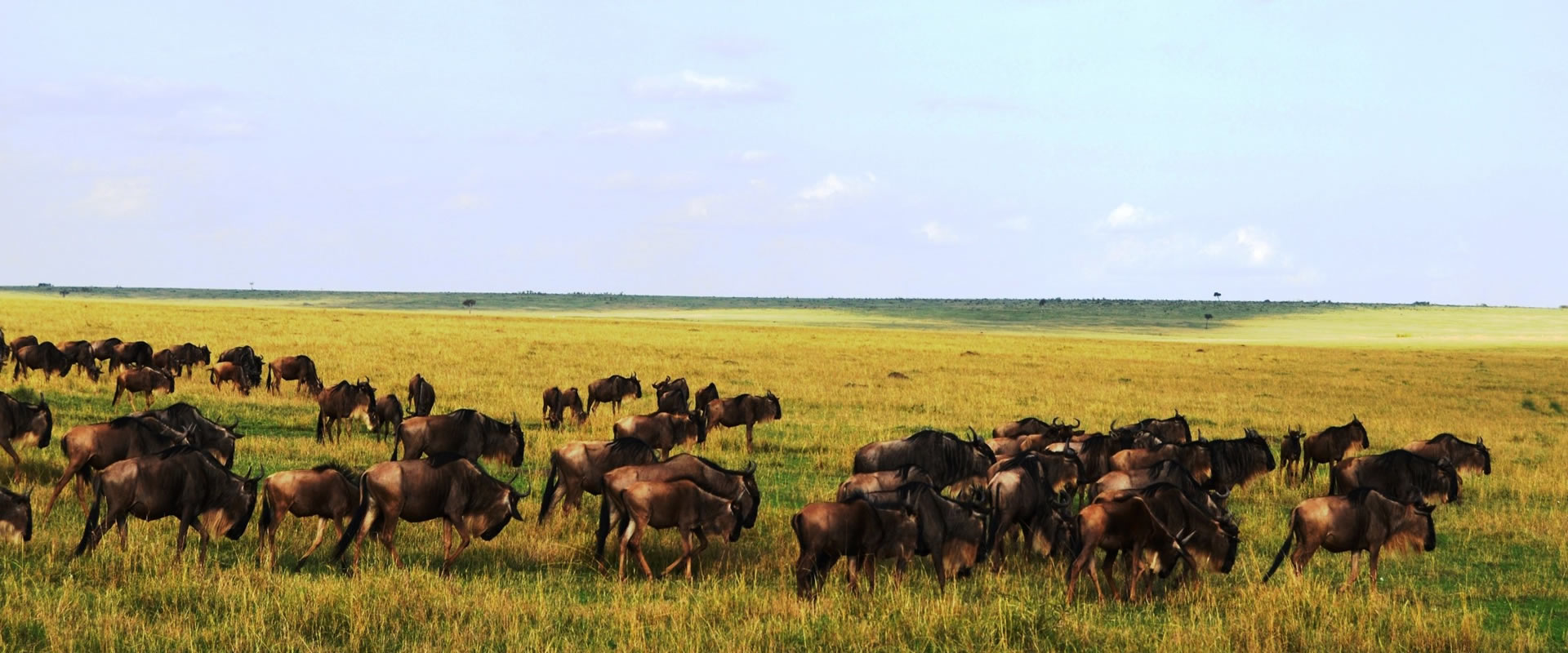 safaris in Tanzania