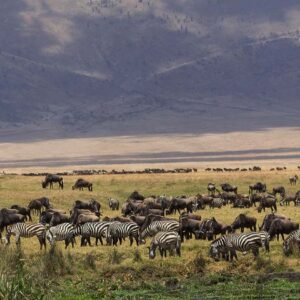 Luxury Tanzania safari