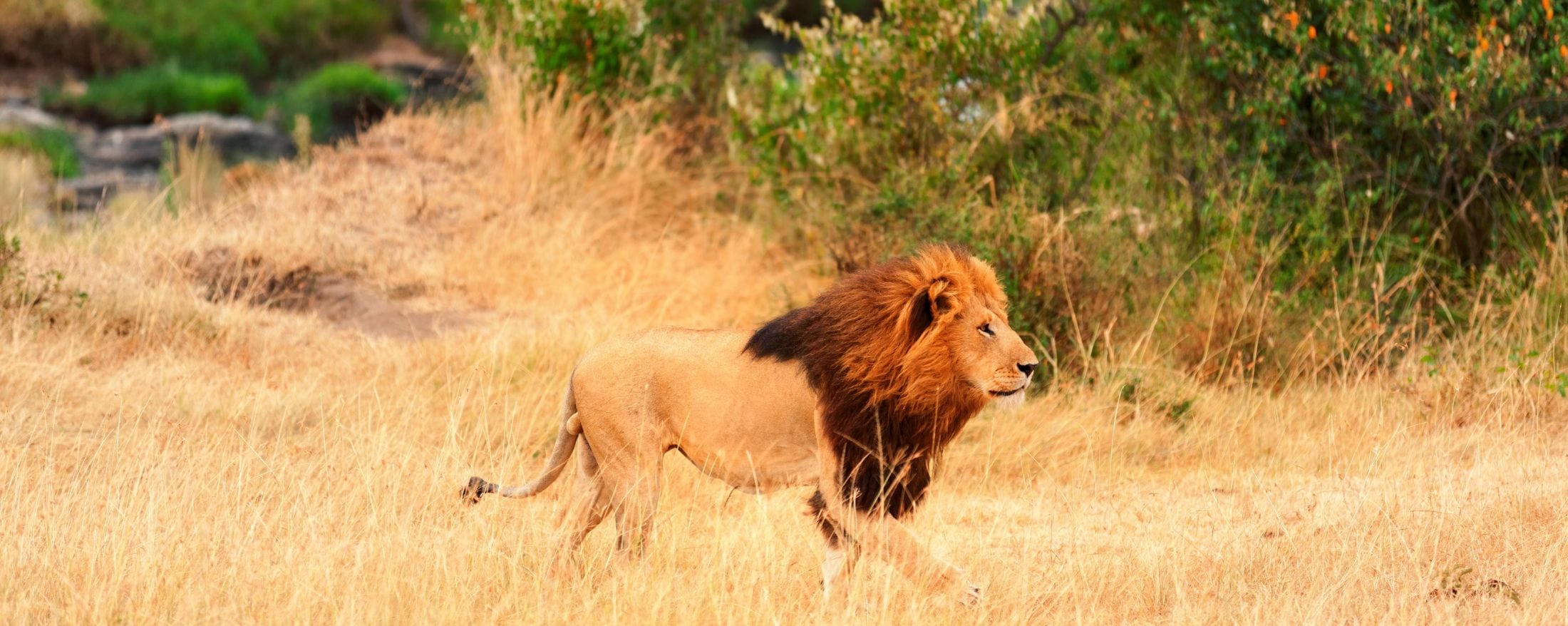 Safaris in Kenya