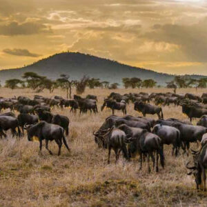 Luxury Tanzania safari