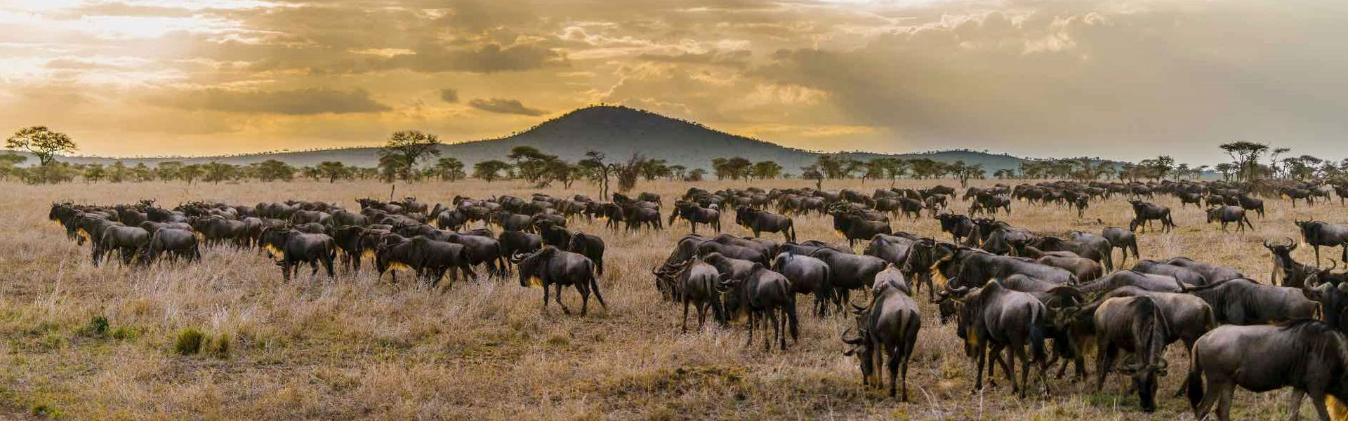 Luxury Tanzania safari