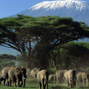 kenya safaris from nairobi