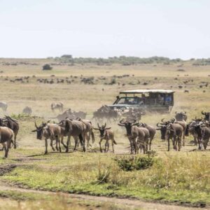 kenya safaris from nairobi