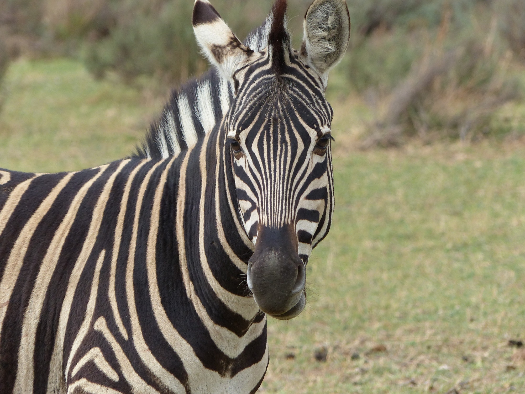 safaris in Tanzania