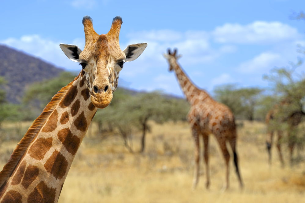 Serengeti Tanzania Safari