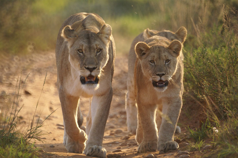 Masai Mara safari in Kenya