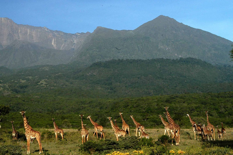 Group Joining Kenya Safari