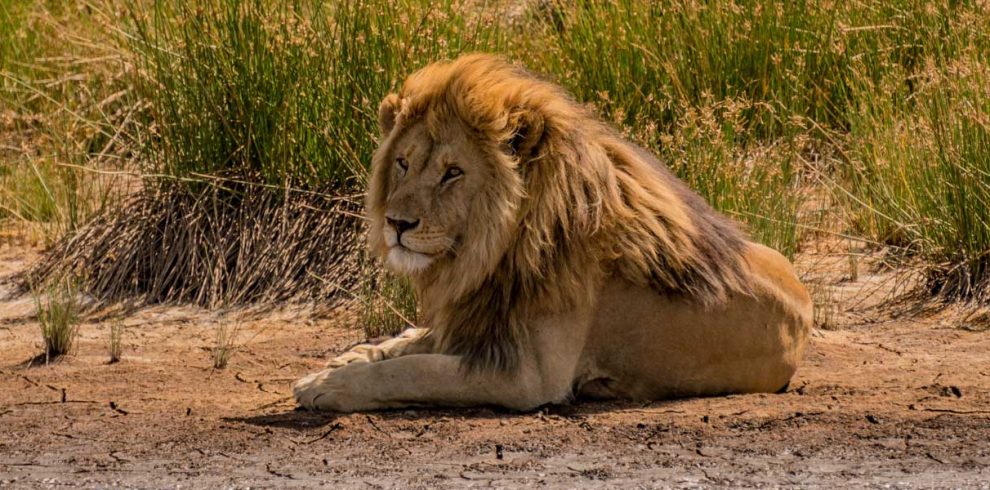 luxury safari kenya masai mara