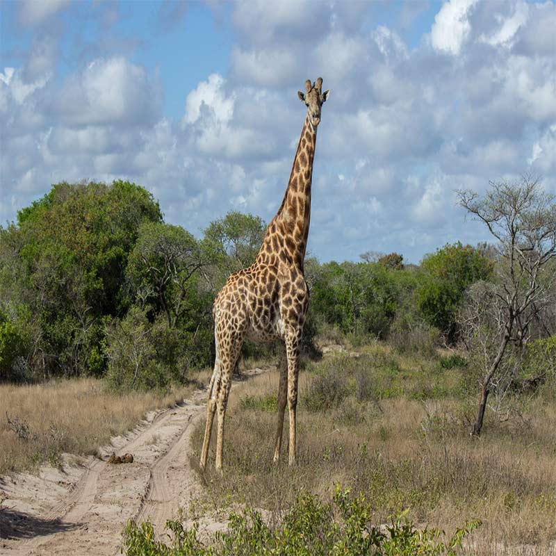 best safari in kenya