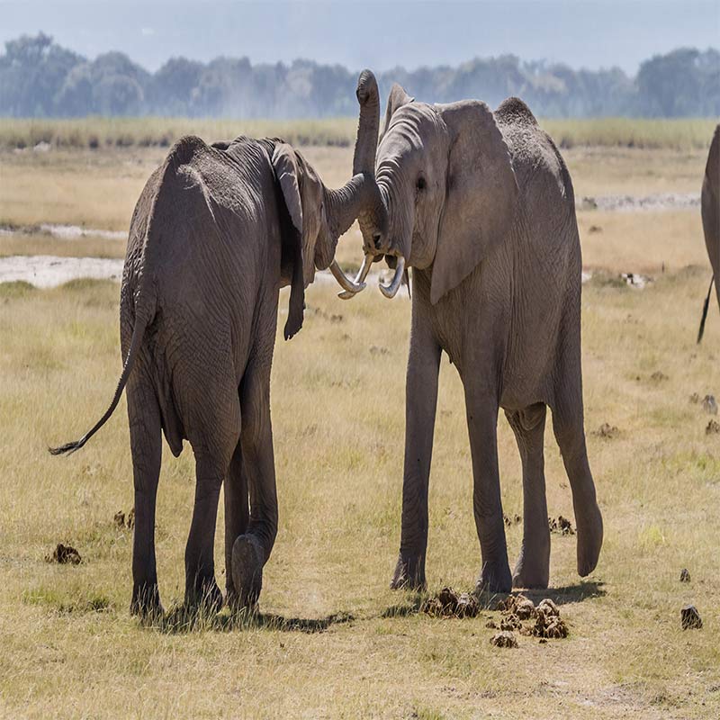 best safari in kenya