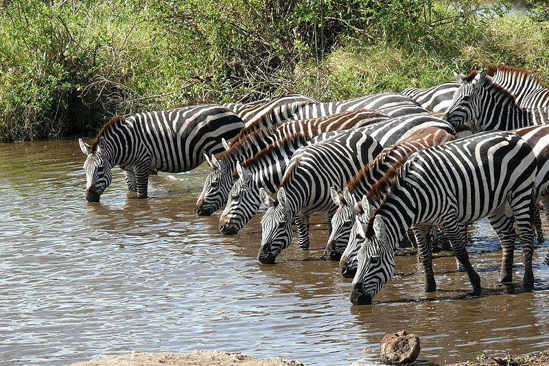 fly in safari kenya