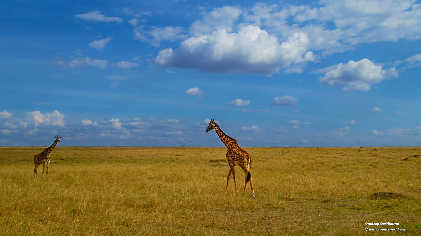 safaris in Tanzania