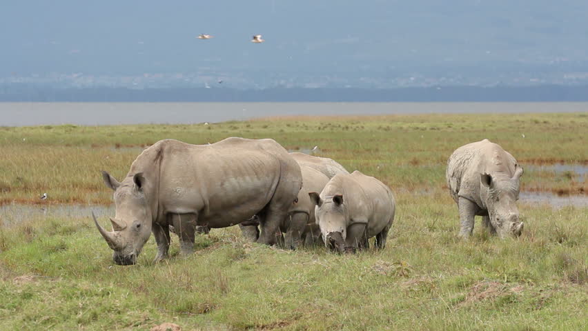 Safaris in Kenya lake nakuru