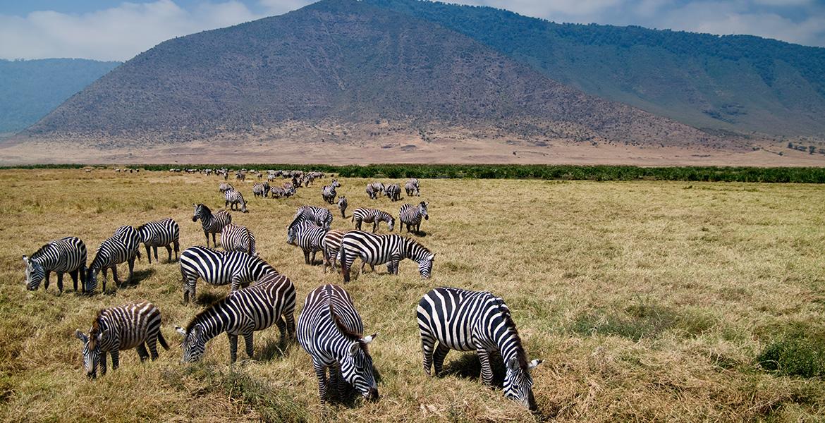 Group Joining Kenya Safari