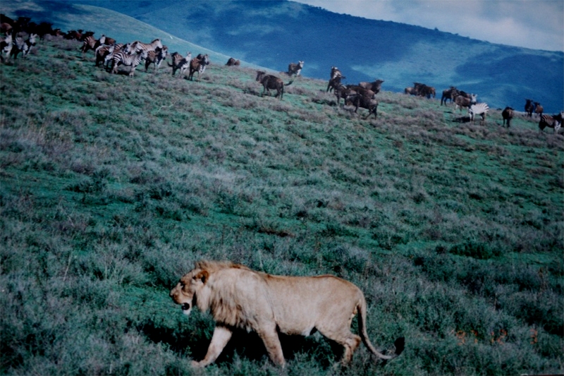 Group Joining Kenya Safari