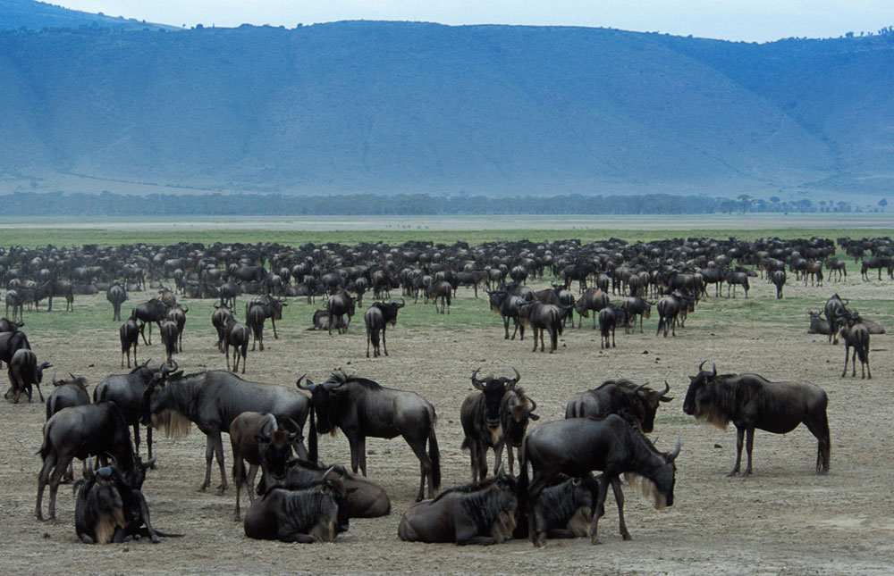 Group Joining Kenya Safari