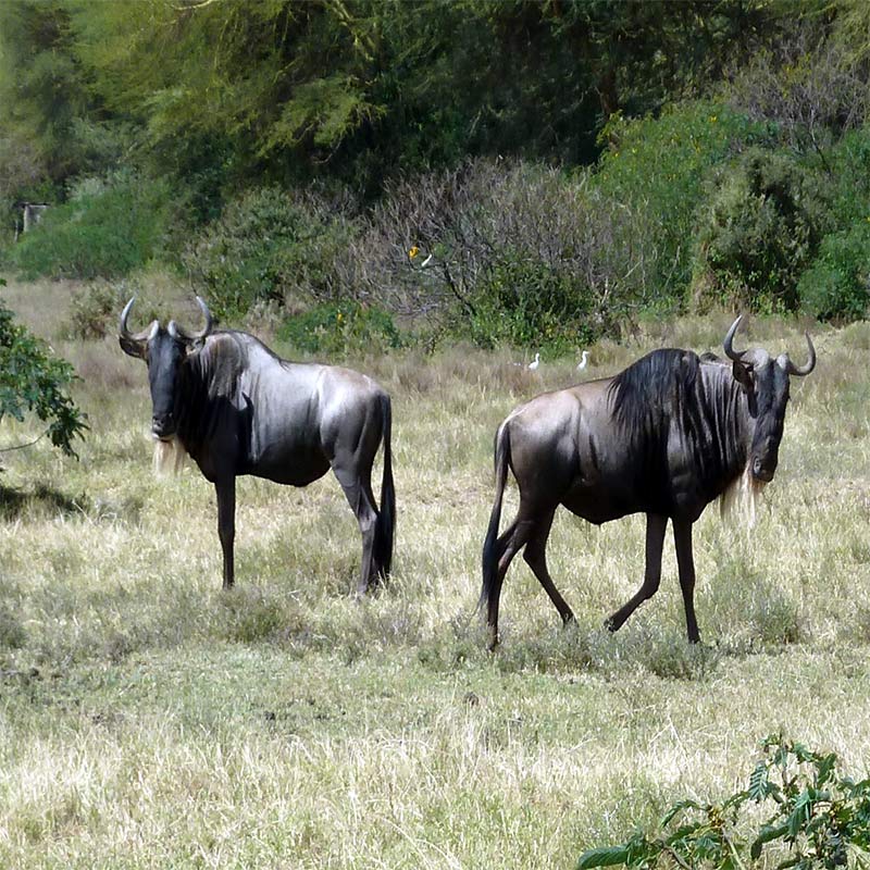 Luxury Kenya safari