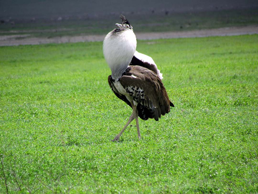 Amboseli affordable safari