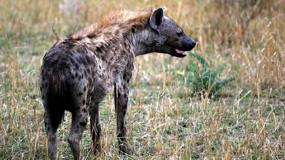 Flying safari in Kenya