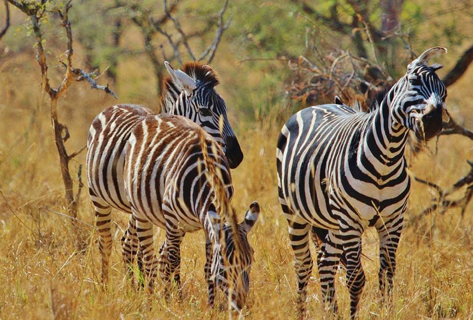 Safaris in Kenya