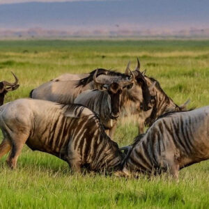 Masai Mara safari