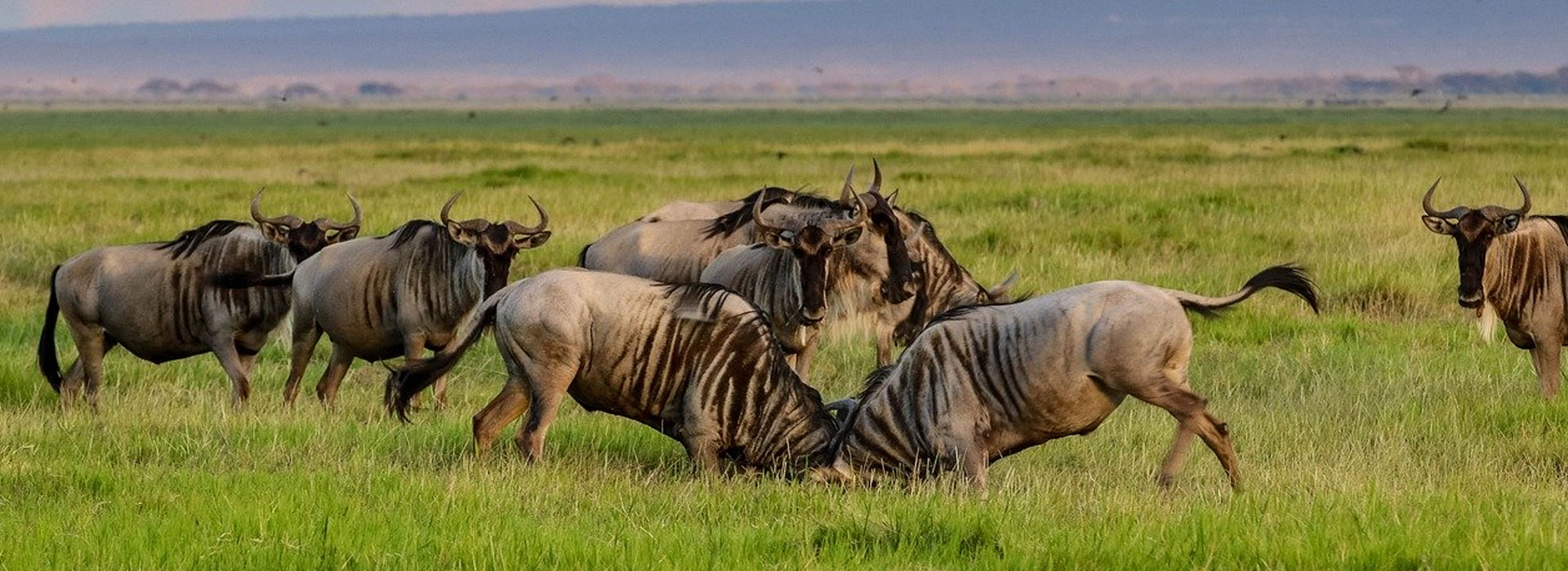 Masai Mara safari